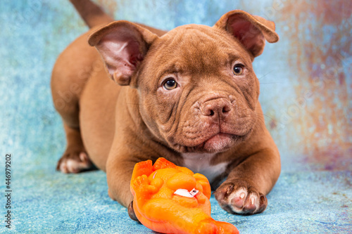 A brown American bully puppy plays with an orange rubber toy. Close-up, light blue background in grunge style photo