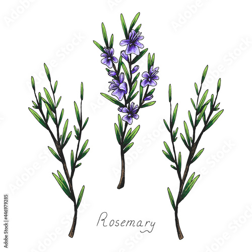 Rosemary. Sprig with leaves. Fragrant Italian seasoning for food. Drawing in the old vintage style. Blooming flowers. Isolated clipart set on white background.