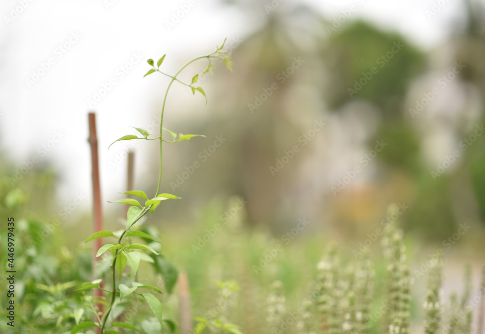 nature, grass, flower, plant, spring, summer, field, meadow, leaf, macro, flora, garden, close-up, wild, herb, blossom, forest, flowers, beauty, season, water, closeup, wind, agriculture, wheat, bloom nature, grass, flower, plant, spring, summer, field, meadow, leaf, macro, flora, garden, close-up, wild, herb, blossom, forest, flowers, beauty, season, water, closeup, wind, agriculture, wheat, bloom