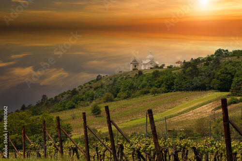 Vineyards in South Moravia near Mikulov in the Czech Republic. In the background is the Holy Hill and the sky at the setting sun photo