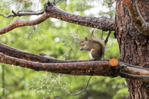 squirrel on tree © Davide