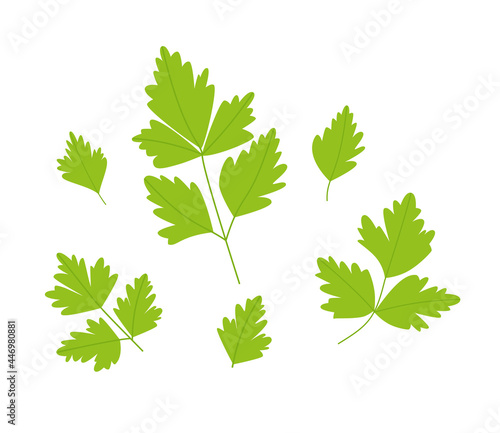 Parsley leaf set. Green parsley leaves. Vector illustration of a plant on a white background.