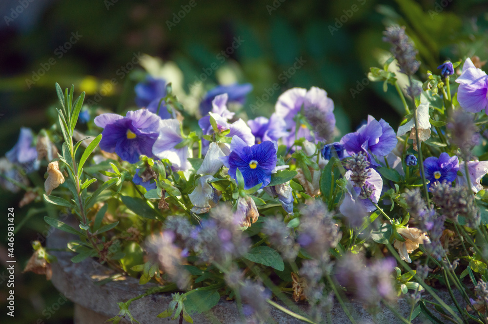 Kompozycja kwiatowa niebieskie bratki na rozmytym tle - obrazy, fototapety, plakaty 