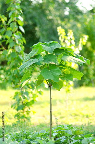 Young paulownia tree on a background of grass and other trees  photo