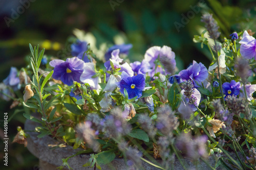 Kompozycja kwiatowa niebieskie bratki na rozmytym tle
