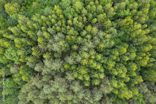 Aerial top down view on lush, green forest