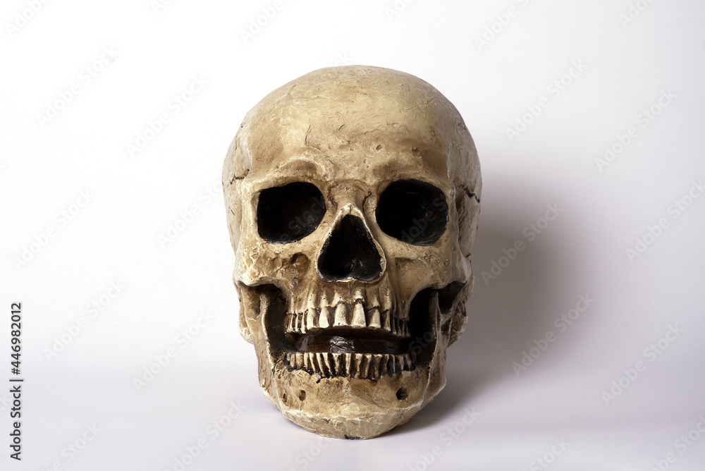 Obraz premium Cráneo humano calavera de Halloween de forma frontal sobre fondo blanco