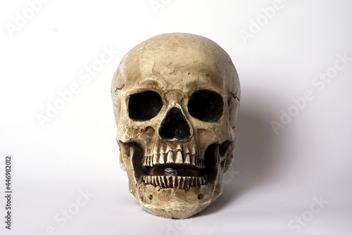 Cráneo humano calavera de Halloween de forma frontal sobre fondo blanco photo