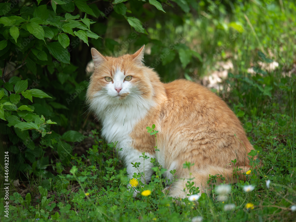 Beautiful Portrait of a Cat Hidden among the Leaves and with Light Brown and White Fur