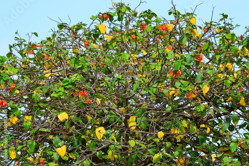 A tree with colorful leaves