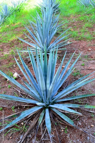 blue agave