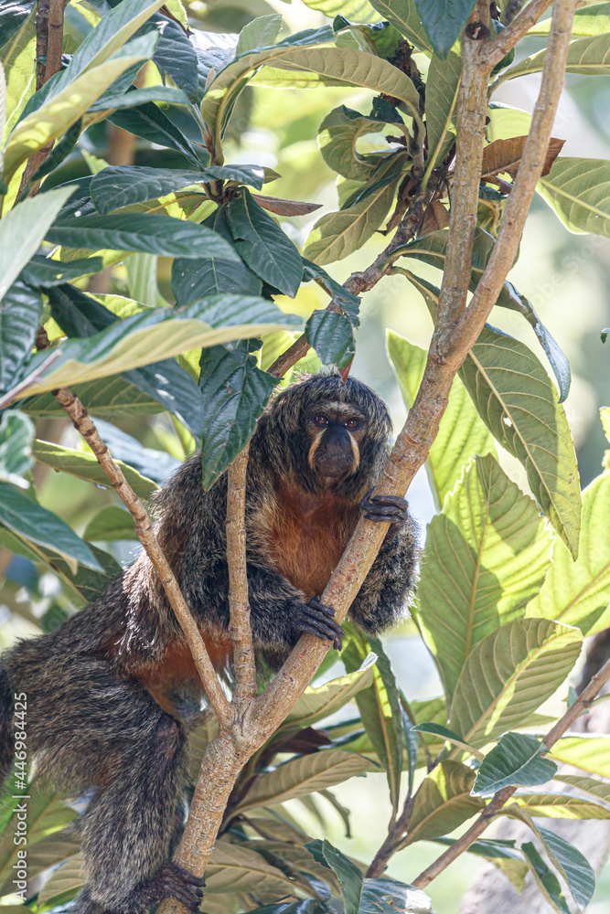 female saki monkey on tree looking at camera female saki monkey on tree looking at camera
