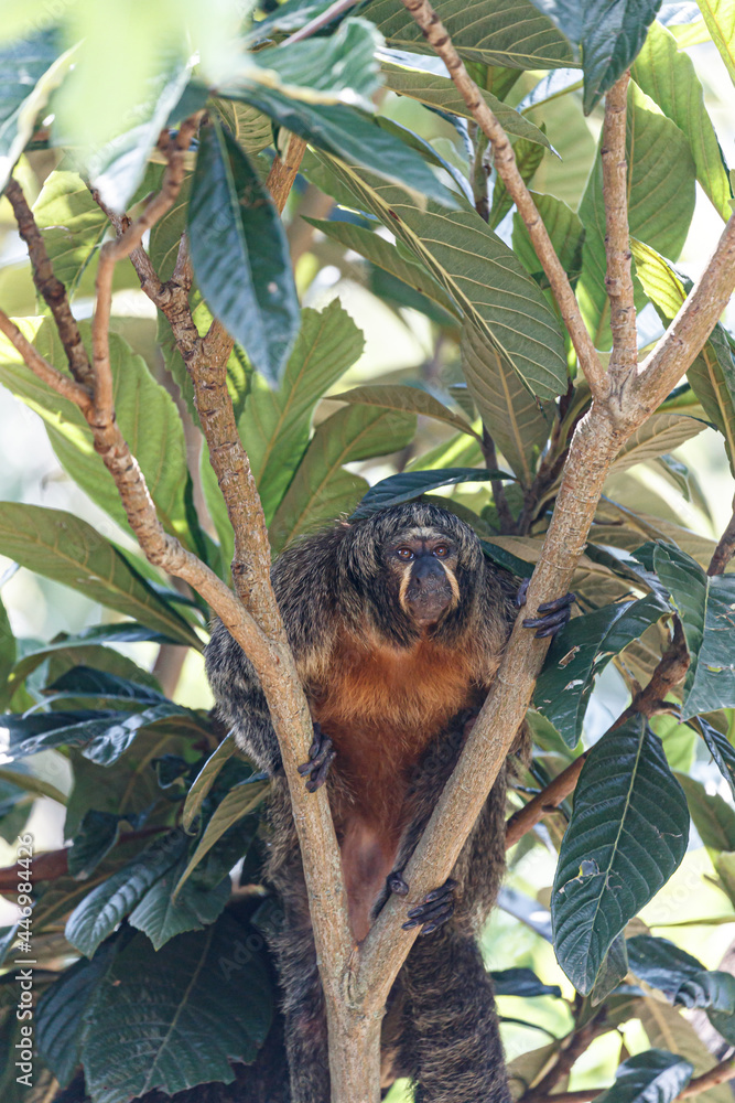 Obraz premium female saki monkey on tree looking at camera