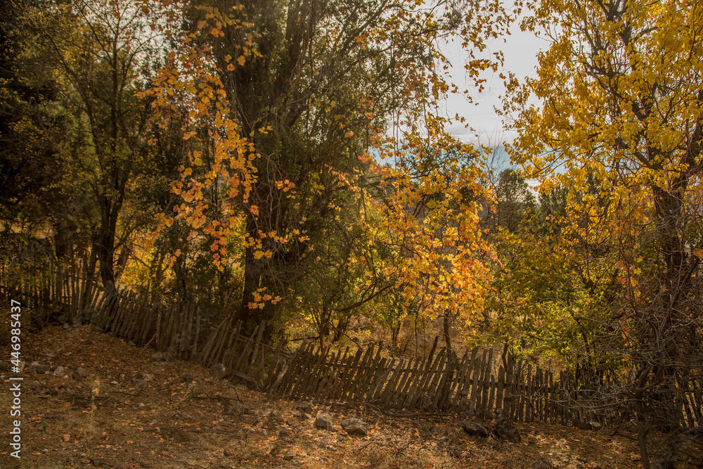 Fototapeta premium Autumn in Antalya Bey Mountains