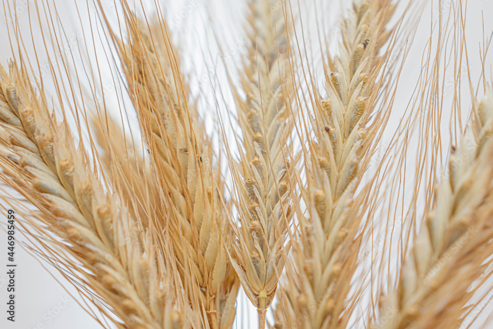 Yellow bouquet of ears of rye on a light background. Ears of rye poured with heavy grains. Yellow bouquet of ears of rye on a light background. Ears of rye poured with heavy grains.