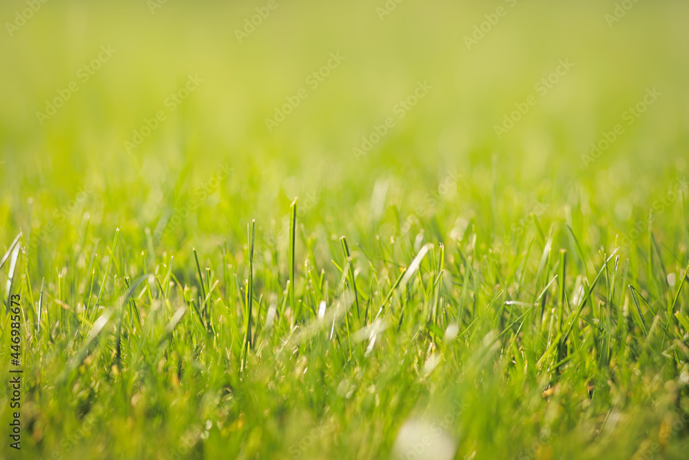 Close-up of fresh sunny green lawns background texture. Selective soft focus, copy space Close-up of fresh sunny green lawns background texture. Selective soft focus, copy space