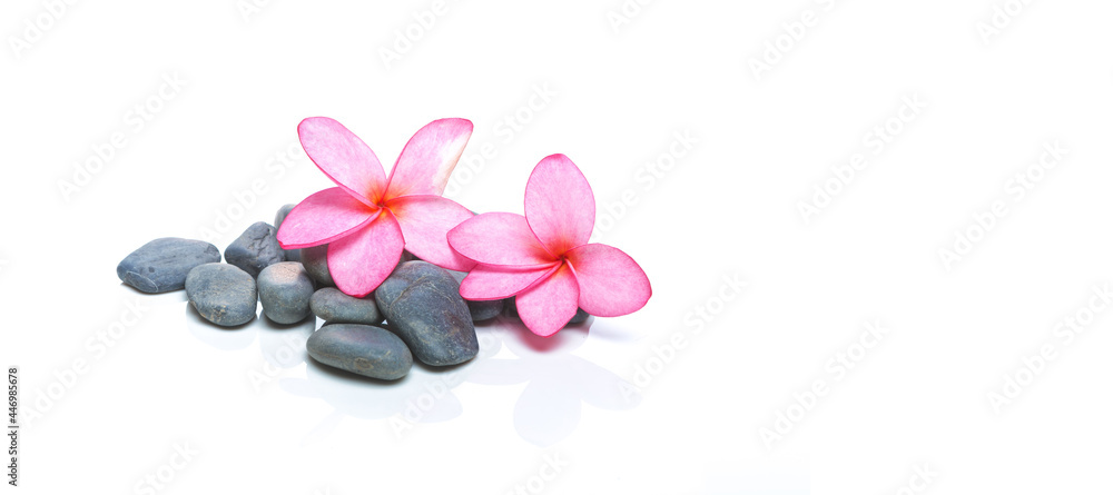Pink Frangipani flower with black stones on white panorama background, Natural Flowers Relaxing concept