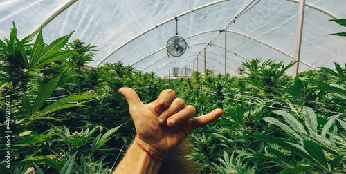 Marihuana plant details of many leaves hand doing hangloose photo