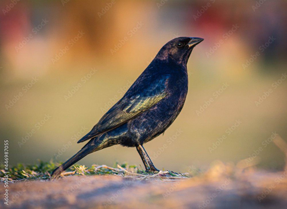 Naklejka premium Tordo Renegrido