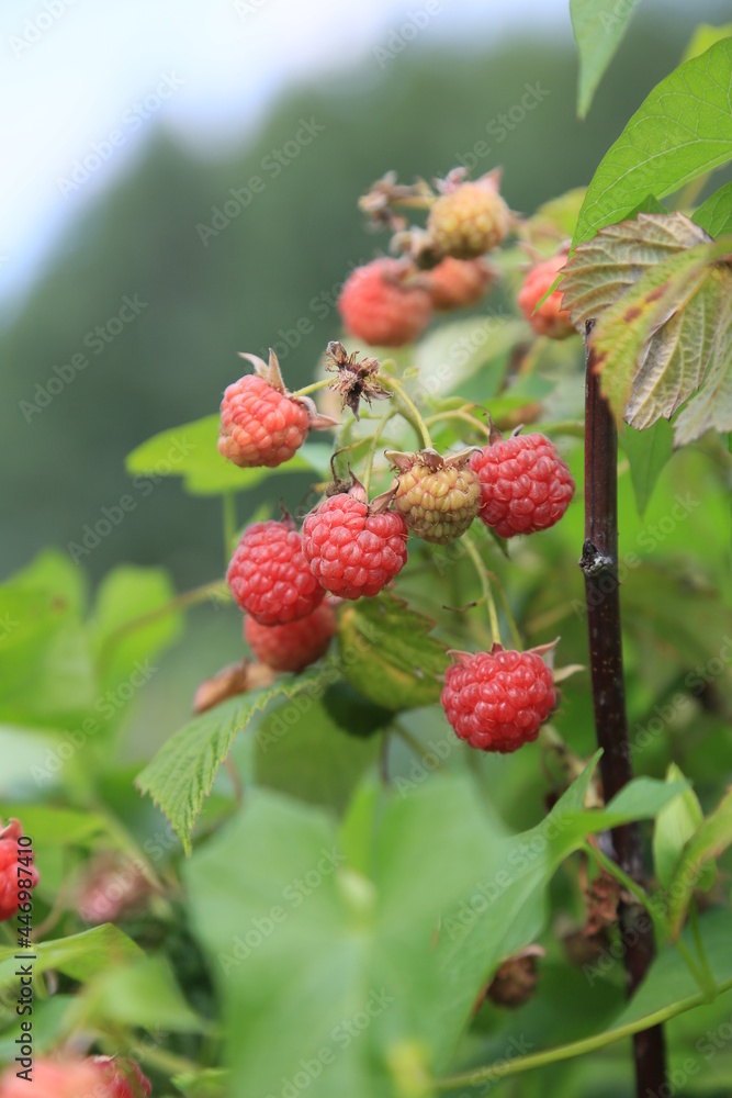 Raspberry Raspberry