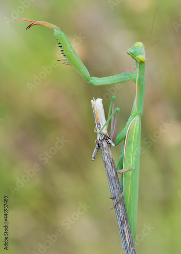 Mantis Religiosa–Modliszka Zwyczajna