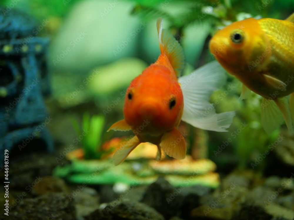 The swimming goldfish looks very beautiful accompanied by several types of fish which are also beautiful in very clear water The swimming goldfish looks very beautiful accompanied by several types of fish which are also beautiful in very clear water