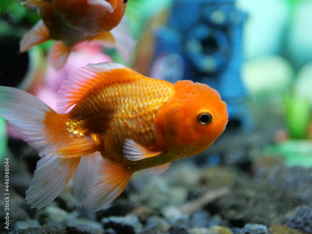 The swimming goldfish looks very beautiful accompanied by several types of fish which are also beautiful in very clear water
