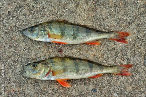 Two perches lie on a gray concrete background. Two fish with red fins 