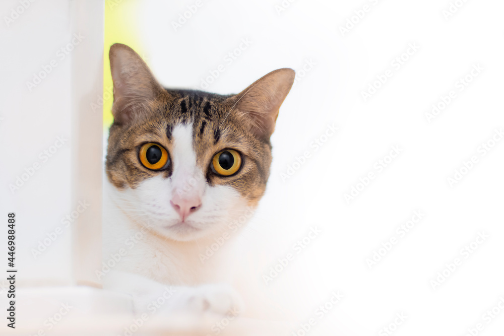 white cats looking at camera with yellow eyes white cats looking at camera with yellow eyes
