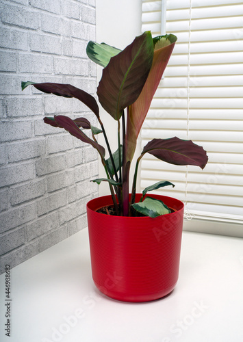 Calathea Picturata is a species of plant in the family Marantaceae photo