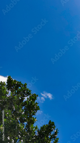Bright blue sky with green bushes in the corner, copy space
