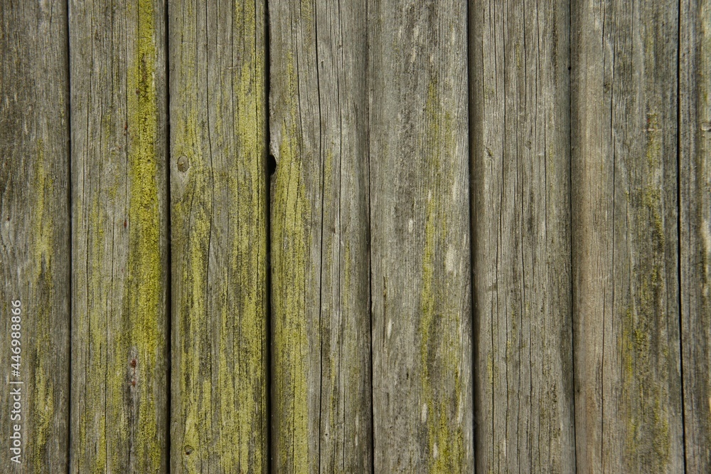Gray old boards with green moss background
Gray old boards with green moss background