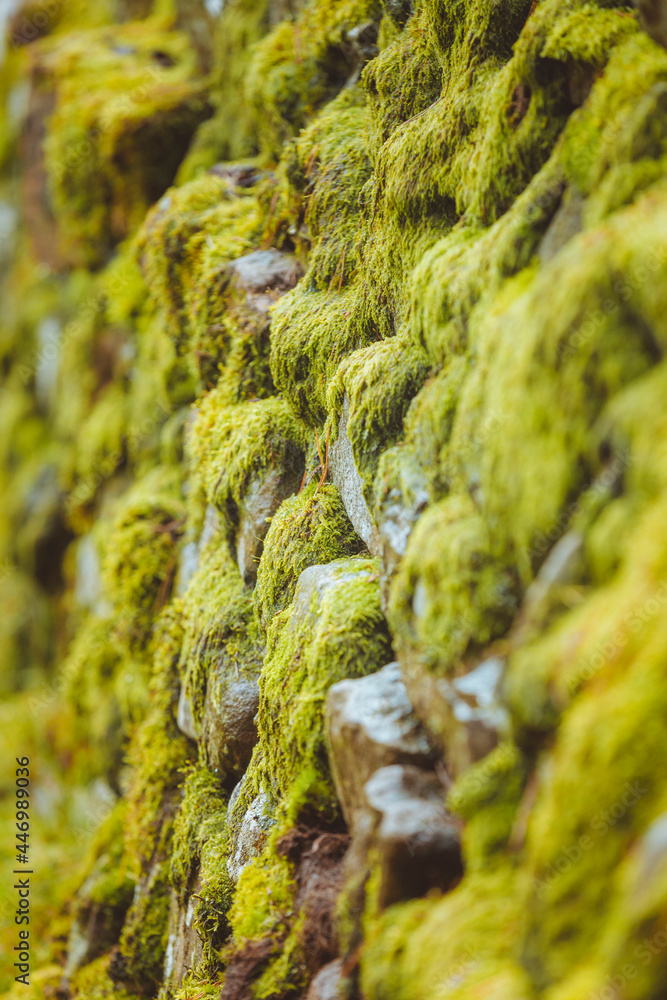 A close up of bright green moss covering rocks on a wall. A close up of bright green moss covering rocks on a wall.