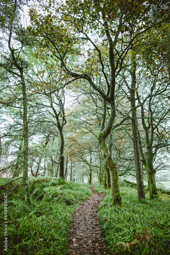 Fototapeta premium A path surrounded by moss covered trees going through the forest.