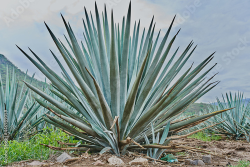 Blue agave plantation in the field to make tequila
