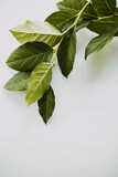 Overhead view of fresh green leaves on a white background