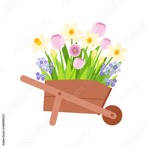 a wooden wheelbarrow filled with garden flowers.  yellow daffodils, pink tulips, lilac forget-me-nots.  vector illustration.