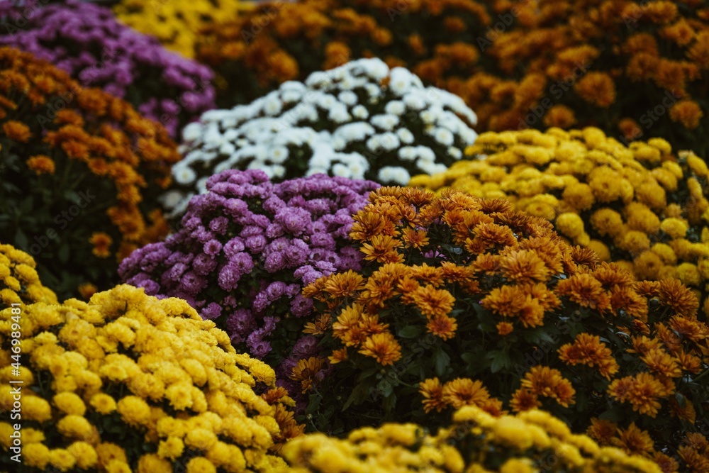 Autumn Flowers in Bloom Autumn Flowers in Bloom