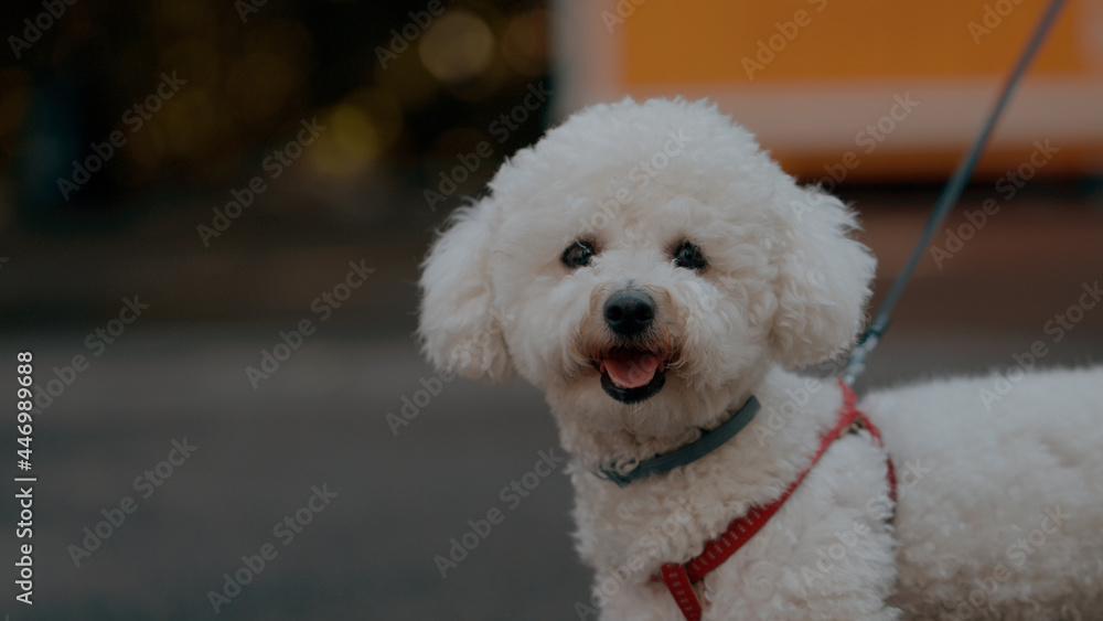 funny cute white dog smile 
