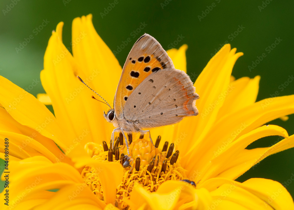 Obraz premium Lycaena phlaeas – Czerwończyk żarek