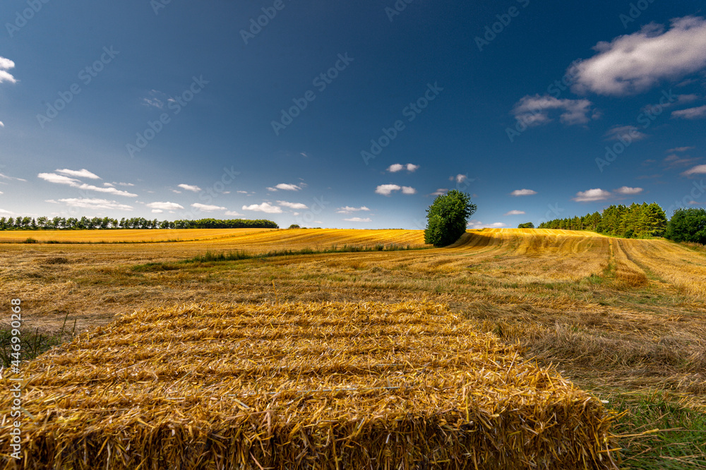 Fototapeta premium Overgrown divide with grass, pointing towards a tree. The border separates the two cereal fields, after the harvest of wheat