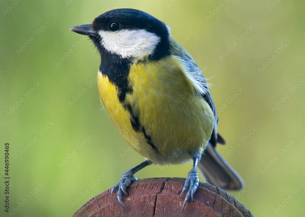 Bogatka zwyczajna, bogatka, sikora bogatka (Parus major) Bogatka zwyczajna, bogatka, sikora bogatka (Parus major)