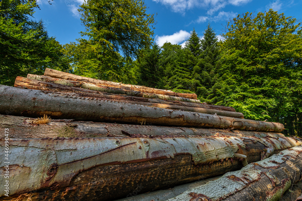 Logging industry. The timber is used for wood pellets, bark chips, furniture, or other fuels Logging industry. The timber is used for wood pellets, bark chips, furniture, or other fuels