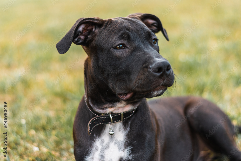Portrait of American Staffordshire Terrier puppy Portrait of American Staffordshire Terrier puppy
