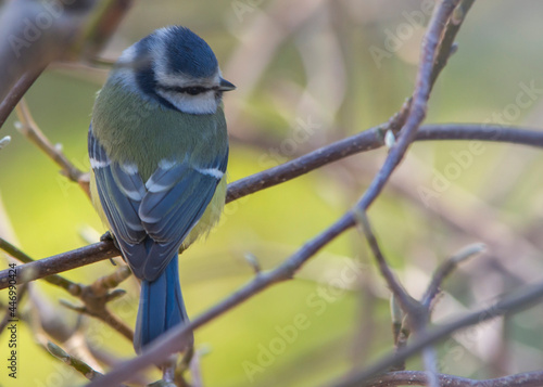 Modraszka zwyczajna, modraszka, sikora modra (Cyanistes caeruleus) 