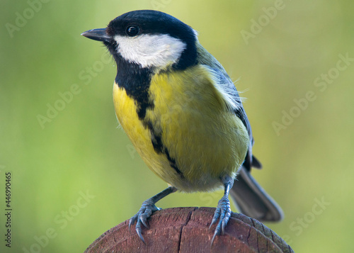 Bogatka zwyczajna, bogatka, sikora bogatka (Parus major) 