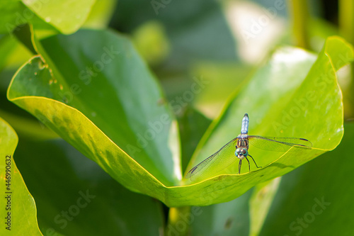 A blue dasher looks at you while resting on a water lily leaf. © Tom Dorsz