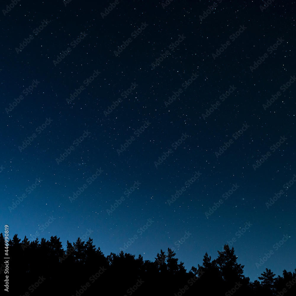 The starry night sky above the silhouette of the forest. The Andromeda Galaxy, the constellations of Giraffe, Cassiopeia