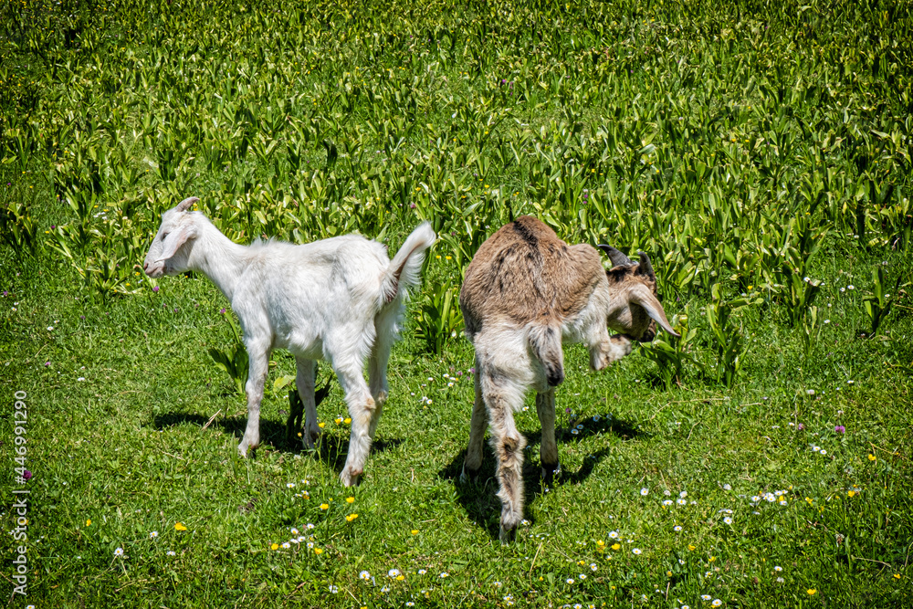 Obraz premium Two domestic goats, animal scene