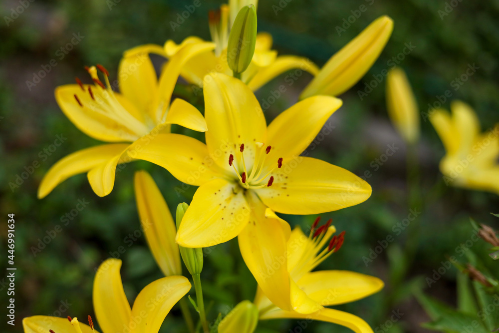 yellow flower in the garden yellow flower in the garden